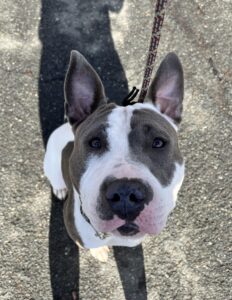 Dottie, 2.5yr