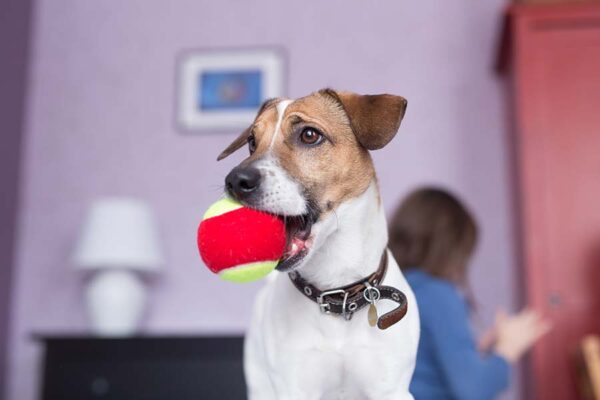 Chewing Ball